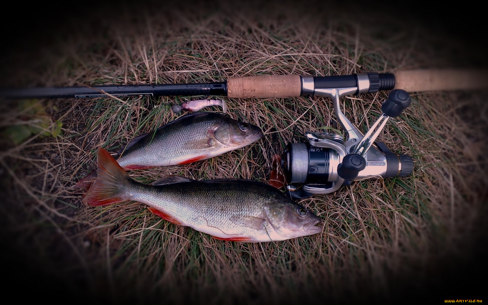 perch2, , 